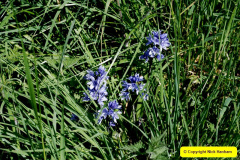 018.2025-04-28-to-30-Wiltshire-3-Day-Break.-Great-Charfield-Manor-Garden-NT.-18-