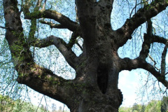 029.2025-04-28-Stourhead-NT.-29