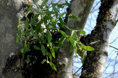 047.2025-04-07-Cliveden-NT-Near-Maidenhead-Berkshire.-47-Mistletoe