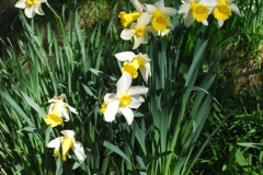 102.2025-04-07-Cliveden-NT-Near-Maidenhead-Berkshire.-102-
