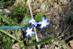 098.2025-04-07-Cliveden-NT-Near-Maidenhead-Berkshire.-98-