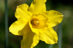 100.2025-04-07-Cliveden-NT-Near-Maidenhead-Berkshire.-100-