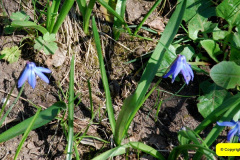 103.2025-04-07-Cliveden-NT-Near-Maidenhead-Berkshire.-103-