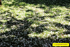 044.2025-04-30-The-Courts-Gardens-NT.-44-