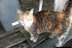 020.2025-08-07-Swanage-Railway-Cats.-20-The-second-cat-Ringwood.-