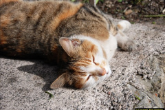 023.2025-08-07-Swanage-Railway-Cats.-23-The-second-cat-Ringwood.-