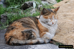 025.2025-08-07-Swanage-Railway-Cats.-25-The-second-cat-Ringwood.-