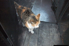 029.2025-08-07-Swanage-Railway-Cats.-29-The-second-cat-Ringwood.-