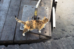 031.2025-08-07-Swanage-Railway-Cats.-31-The-second-cat-Ringwood.-