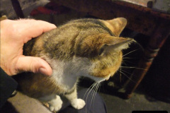 042.2025-08-07-Swanage-Railway-Cats.-42-The-second-cat-Ringwood.-