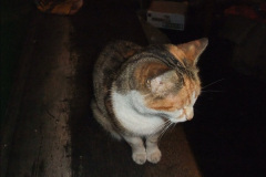 048.2025-08-07-Swanage-Railway-Cats.-48-The-second-cat-Ringwood.-