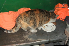049.2025-08-07-Swanage-Railway-Cats.-49-The-second-cat-Ringwood.-
