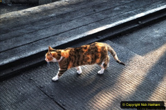 050.2025-08-07-Swanage-Railway-Cats.-50-The-second-cat-Ringwood.-