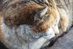 055.2025-08-07-Swanage-Railway-Cats.-55-The-second-cat-Ringwood.-