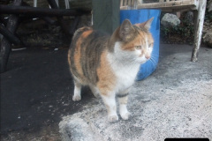056.2025-08-07-Swanage-Railway-Cats.-56-The-second-cat-Ringwood.-