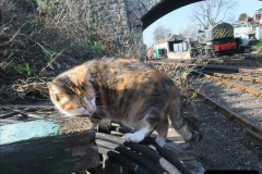 059.2025-08-07-Swanage-Railway-Cats.-59-The-second-cat-Ringwood.-