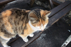 062.2025-08-07-Swanage-Railway-Cats.-62-The-second-cat-Ringwood.-
