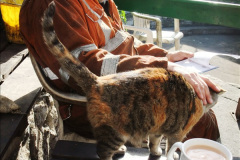 065.2025-08-07-Swanage-Railway-Cats.-65-The-second-cat-Ringwood.-