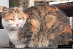 067.2025-08-07-Swanage-Railway-Cats.-67-The-second-cat-Ringwood.-