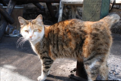 069.2025-08-07-Swanage-Railway-Cats.-69-The-second-cat-Ringwood.-