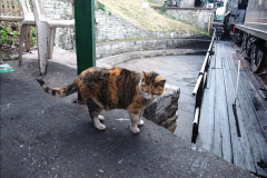 070.2025-08-07-Swanage-Railway-Cats.-70-The-second-cat-Ringwood.-