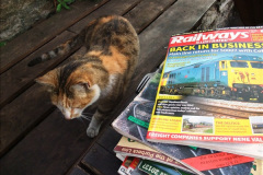 071.2025-08-07-Swanage-Railway-Cats.-71-The-second-cat-Ringwood.-