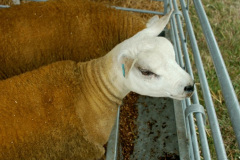 020.2025-08-13-Gillingham-Shaftesbury-Show.-20-