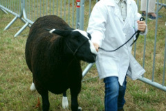 039.2025-08-13-Gillingham-Shaftesbury-Show.-39-