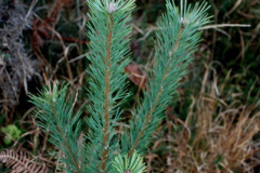 064.2025-12-04-to-05-A-24-hour-break-Studland-and-Purbeck-Dorset.-64-