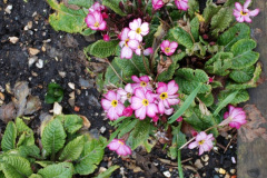 028.2025-02-10-Early-Birthday-treat-breakfast-and-garden-visit-to-Holme-Garden-Center-Wareham-Dorset.-28