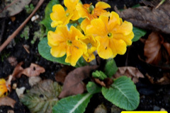 066.2025-02-10-Early-Birthday-treat-breakfast-and-garden-visit-to-Holme-Garden-Center-Wareham-Dorset.-66