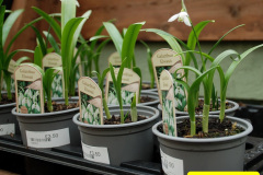 088.2025-02-10-Early-Birthday-treat-breakfast-and-garden-visit-to-Holme-Garden-Center-Wareham-Dorset.-88