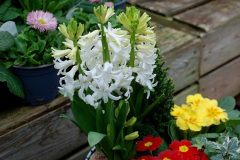 089.2025-02-10-Early-Birthday-treat-breakfast-and-garden-visit-to-Holme-Garden-Center-Wareham-Dorset.-89
