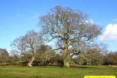 077.2025-02-24-25-New-Forest-stay-at-The-Balmer-Lawn-Hotel-Brockenhurst-Hants.-77