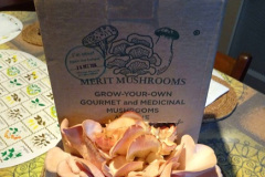 003.2025-January-Grow-your-own-mushrooms-in-a-box.-3-