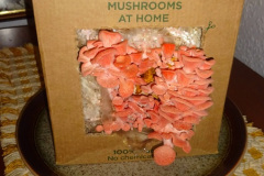 020.2025-January-Grow-your-own-mushrooms-in-a-box-Second-crop.-20-
