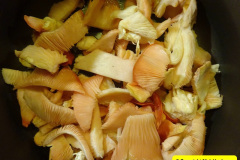 026.2025-January-Grow-your-own-mushrooms-in-a-box-Second-crop.-29-Mushrooms-with-All-Day-Breakfast.-