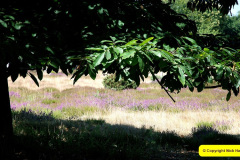 044.2025-07-13-Brownsea-Ialand-Poole-Harbour-Poole-Dorset.-44-
