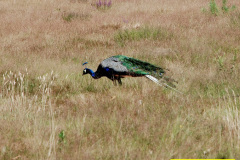 063.2025-07-13-Brownsea-Ialand-Poole-Harbour-Poole-Dorset.-63-