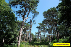 064.2025-07-13-Brownsea-Ialand-Poole-Harbour-Poole-Dorset.-64-