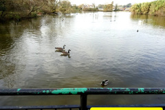 017.2025-03-08-A-circumnavigation-of-Poole-Park-plus-railway.-17