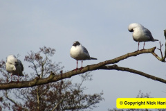 003.2025-03-08-A-circumnavigation-of-Poole-Park-plus-railway.-3-