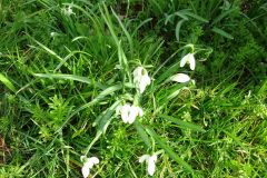 007.2025-03-08-A-circumnavigation-of-Poole-Park-plus-railway.-7-