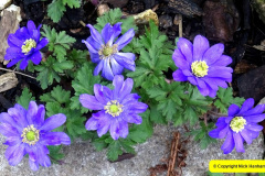 2025 March 09 A Poole Garden in Spring