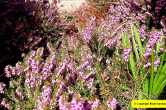009.2025-03-09-A-Poole-Garden-in-Early-Spring.-9