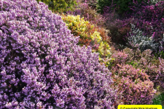 016.2025-03-09-A-Poole-Garden-in-Early-Spring.-16