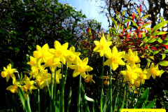 027.2025-03-09-A-Poole-Garden-in-Early-Spring.-27