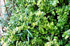 056.2025-03-09-A-Poole-Garden-in-Early-Spring.-56