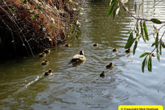 2025 March 15 Poole Park