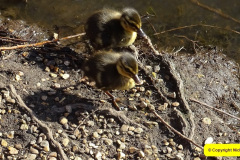 002.2015-03-15-Poole-Park-2